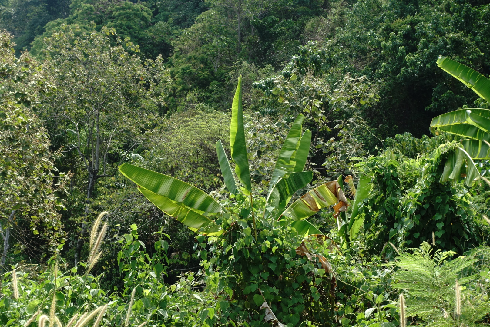 DSC01239.webp